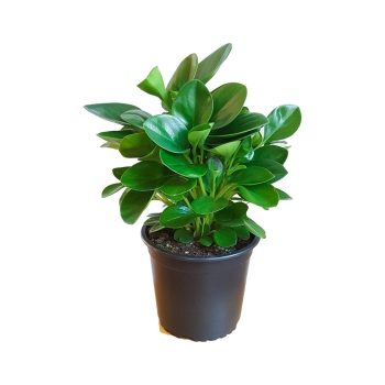 Cây trường sinh bầu đất